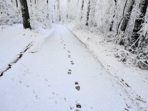 personal coach, wandelcoach sessie personal coaching, wandelcoaching